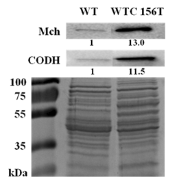 적응 기간을 거치지 않은 야생형 NA1과 우수균주 (156T)의 CODH와 MCH 단백질 발현차이