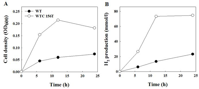 야생형 NA1과 우수균주 (WTC156T)의 serum bottle에서의 세포생장과 수소생산속도 비교