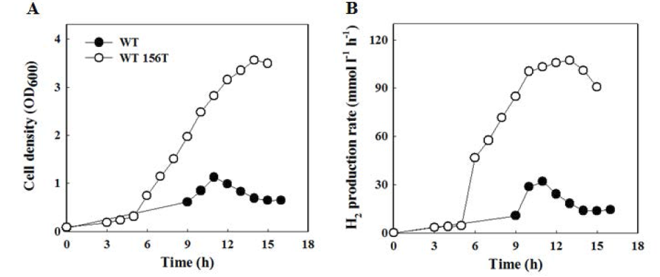 야생형 NA1과 우수균주 (WTC156T)의 3L CSTR를 이용한 세포생장과 수소생산성 비교