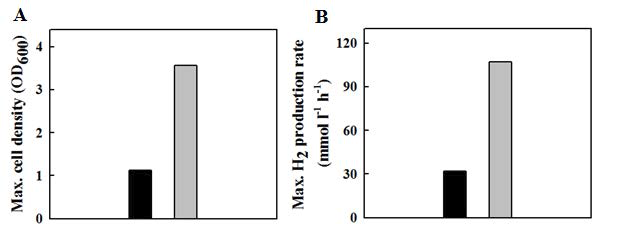 야생형 NA1과 우수균주 (WTC156T)의 최대세포생장과 최대수소생산성 비교