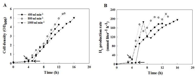 우수균주 (WTC156T)의 CO 공급속도에 따른 세포생장과 수소생산성 비교