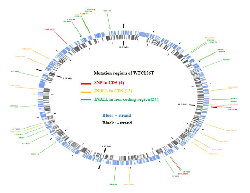 우수균주 WTC156T의 유전체분석을 통한 유전자 변이 위치 확인