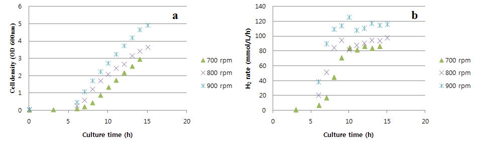 100% CO 가스를 0.05 vvm (80 ml/min)으로 공급 시, 우수균주, 156T의 교반속도별 세포생장(a)과 수소생산속도(b)의 변화