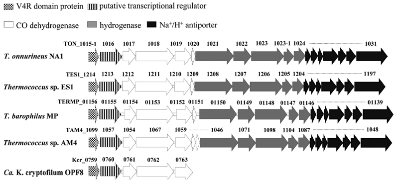 여러 균주들의 conserved putative transcriptional regulator 및 codh gene cluster