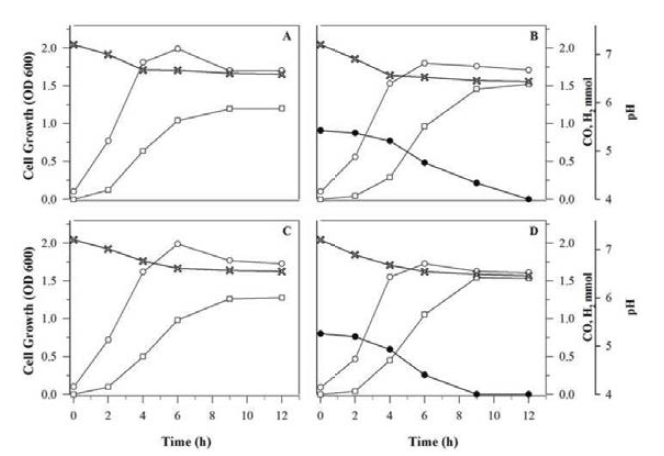 CO 유무에 따른 Y19 (A, B)와 Y19-cooA (C, D)의 수소생산 및 세포 성장 profile.