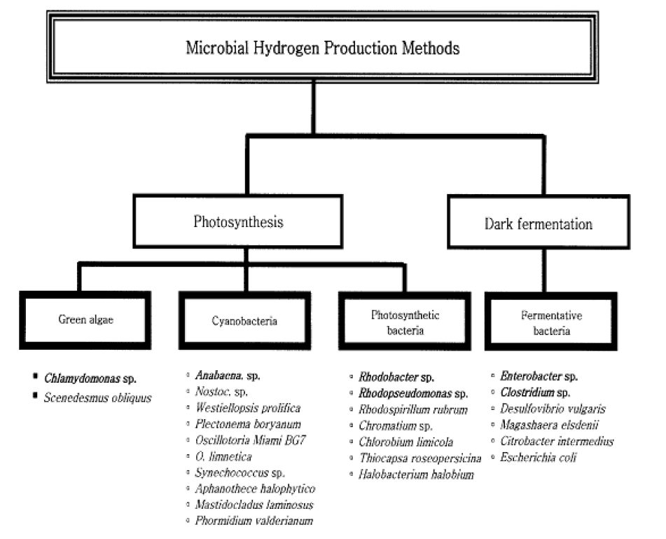 Biological hydrogen production methods by various microorganisms
