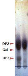 TLC 분석. 아가로트리오스(DP3)에 대한 SdeABG효소 활성