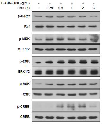 HaCaT keratinocyte에서 L-AHG의 c-Raf/MEK/ERK/RSK/CREB 신호전달체계의 인산화(활성)억제 효능 평가