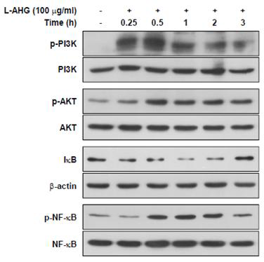 HaCaT keratinocyte에서 L-AHG의 PI3K/AKT 신호전달체계의 인산화(활성) 억제 여부 평가