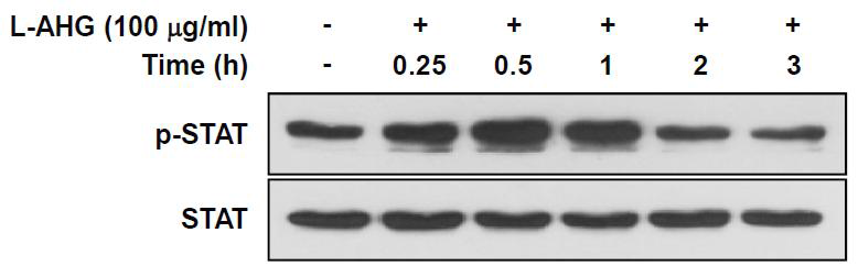 HaCaT keratinocyte에서 L-AHG의 STAT3 인산화(활성) 억제 여부 평가