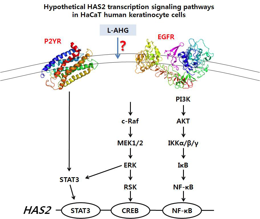HaCaT keratinocyte에서 L-AHG의 HAS-2 발현 억제 관련 신호전달체계 및 분자표적 예측