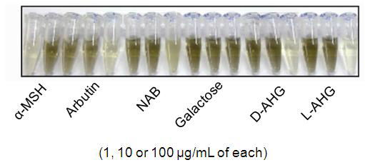 알부틴, 네오아가로바이오스, 갈락토오스, D-L-AHG 및 L-AHG의 미백 기능성 활성 비교