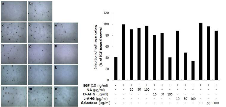 L-AHG의 염증 및 세포 변형 억제 효능 평가