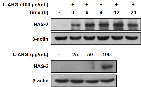 L-AHG의 HAS-2 단백질 발현 증가 효능 평가