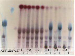 각 전처리 조건별 Aga50D 반응성 비교 TLC
