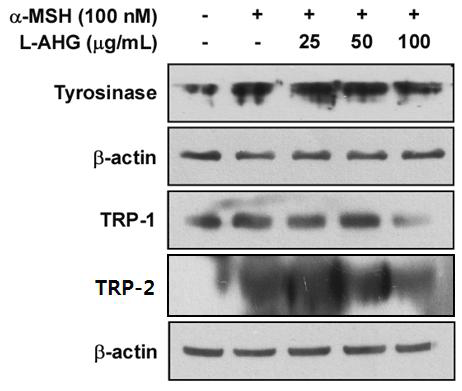 마우스 유래 B16F10 melanoma 세포에서 L-AHG의 tyrosinase, TRP-1, TRP-2 효소 발현 억제 효능 평가