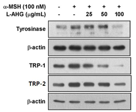 인간 유래 human epidermal melanocyte(HEM) 세포에서 L-AHG의 tyrosinase, TRP-1, TRP-2 효소 발현 억제 효능 평가