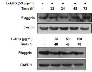 L-AHG의 filaggrin 단백질 발현 증가 효능 평가