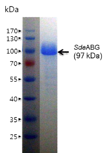 정제한 SdeABG 효소의 SDS-PAGE 결과
