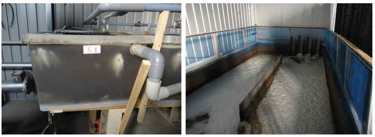 2011~2012년 충청수산에서 Biofloc 넙치사육 실험 (좌) 사육수조, (우) Biofoc 배양 수조. Biofloc 증식 수조에서 정화된 물을 양수기로 퍼 올려 10개의 소형사육조에 순환시키면서 넙치 사육실험을 시행했다.