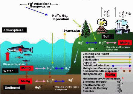 수은의 생지화학적 변화와 순환