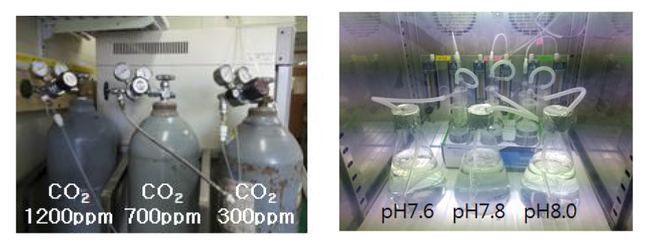 pCO2/pH조절과 식물플랑크톤 배양