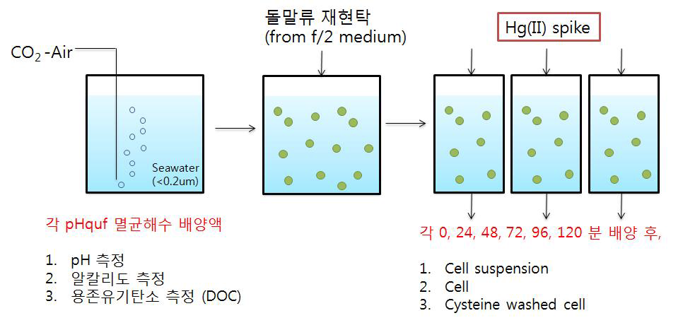 돌말류 내 수은흡수 실험 도식도