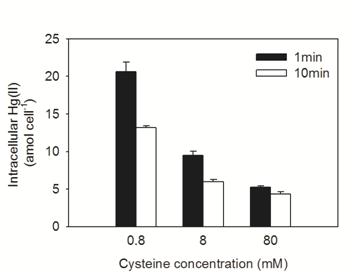 0.8, 8, 80 mM cycteine을 각각 1분과 10분 동안 세척한 후 T. weissflogii 세포내 무기수은 농도. T. weissflogii는 pH 8.1에서 10 nM의 무기수은에 1시간 노출