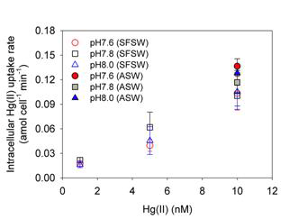 각 pH 조건에서 무기수은 농도에 따른 intracellular Hg(II) uptake rate