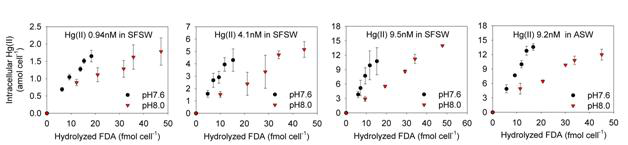 FDA 가수분해에 따른 세포질 내 무기수은 흡수율 변화