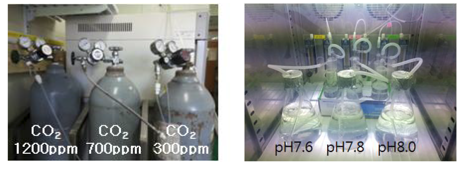 pCO2/pH조절과 식물플랑크톤 배양
