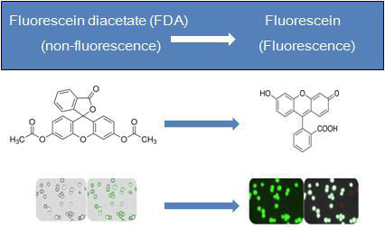 Fluorescein diacetate(FDA) 분석원리