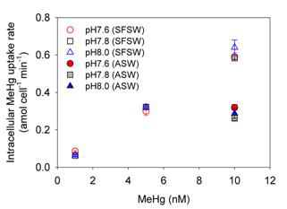 각 pH 조건에서 유기수은 농도에 따른 세포질 내 유기수은 흡수율
