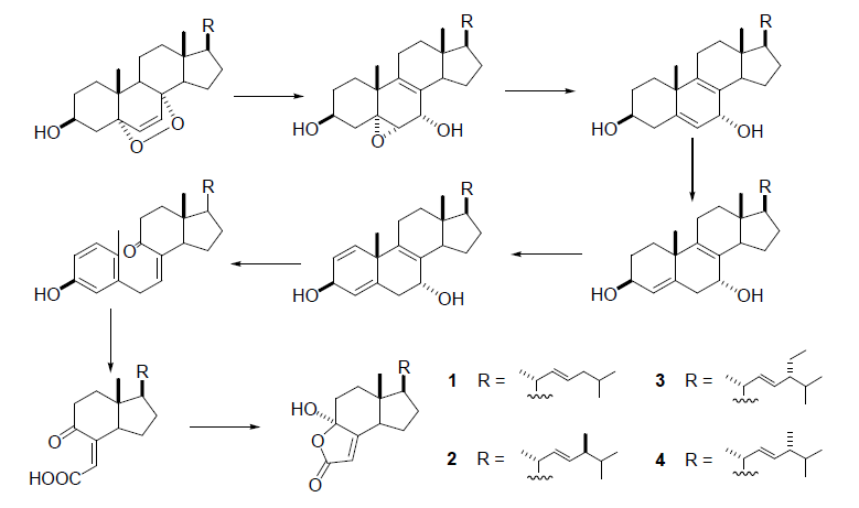 Scheme 5. Plausible biosynthetic pathway of 14 from 5,8-epidioxy sterols