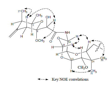 Key NOESY correlations for compound 1