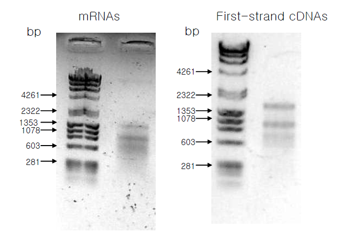 우렁쉥이 cDNA library제작에 필요한 mRNA 및 합성된 cDNA의 performance