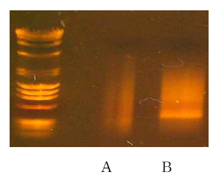 A, 우렁쉥이 수정란 64세포기의 cDNA (MW: 0.3 - 4.0 kb) ; B, 우렁쉥이 난소의 cDNA (MW: 0.3-3.5 kb)