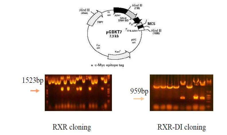 RXR (full-length) / RXR-DI(heterodimerization domain; hatched region in following figure)