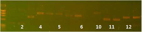 insert plamid의 PCR products