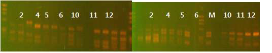 Plasmid DNA finger printings (HaeIII) (Hinf I)
