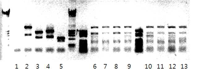 PCR amplification (1-5) and Finger printing analysis (HinfI)