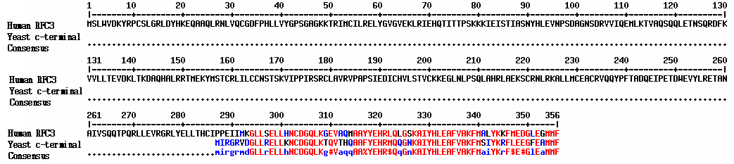 Sequence alignment of a sea urchin cDNA with human replication factor C3(hRFC3) and Corboxyl-terminal protein in yeast