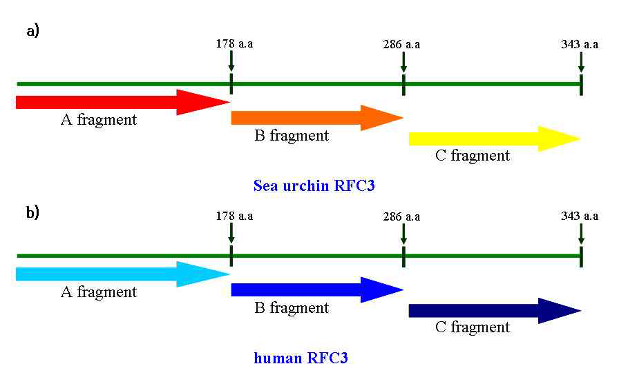 Schematic representation of sea urchin replication factor C3 (SnRFC3) and human replication factor C3 (hRFC3) for retinoid X receptor α(RXRα) -interating domain mapping a), b) is described sea urchin replication factor C 3 (SnRFC3) and human replication factor C 3 (hRFC3) each fragment