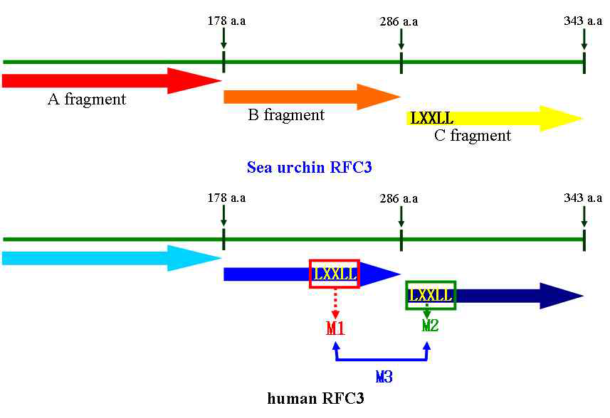 Schematic representation of sea urchin replication factor C3 (SnRFC3) and human replication factor C3 (hRFC3) containing LXXLL mutants