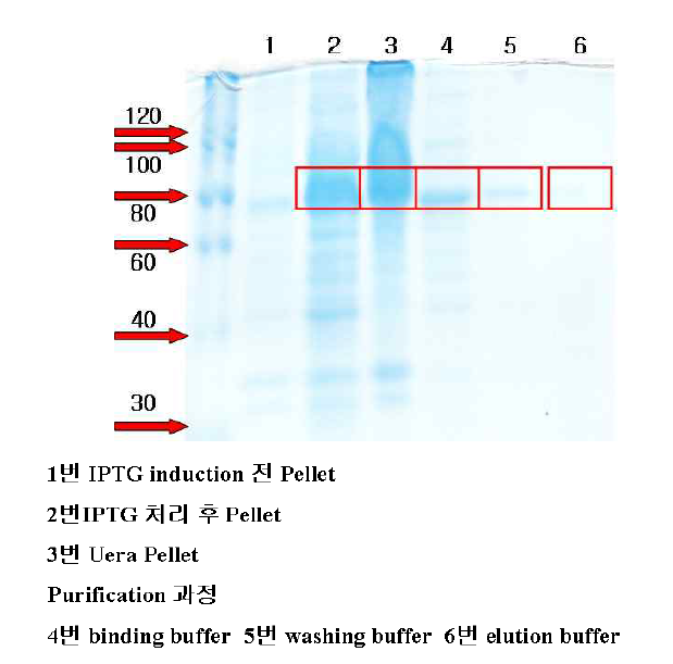 ERR 단백질 생산-발현된 단백질을 Ni-NTA로 정제한 후의 SDS-PAGE