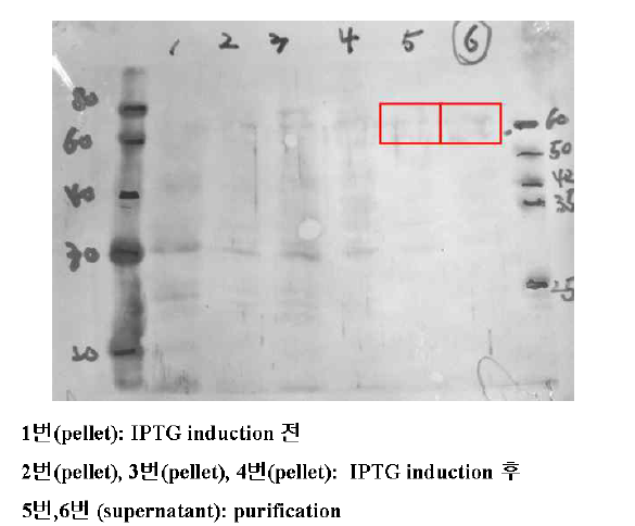ERR 단백질 생산-anti-HISTag를 이용한 Western blotting 결과