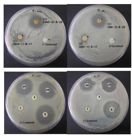 Standard discs of K-kanamycin(30 μg/disc), T-tetracyclin(30 μg/disc), P-penicillin(10 U/disc), GM-gentamycin(10 μg/disc), AN-amikacin(30 μg/disc) were used as positive controls