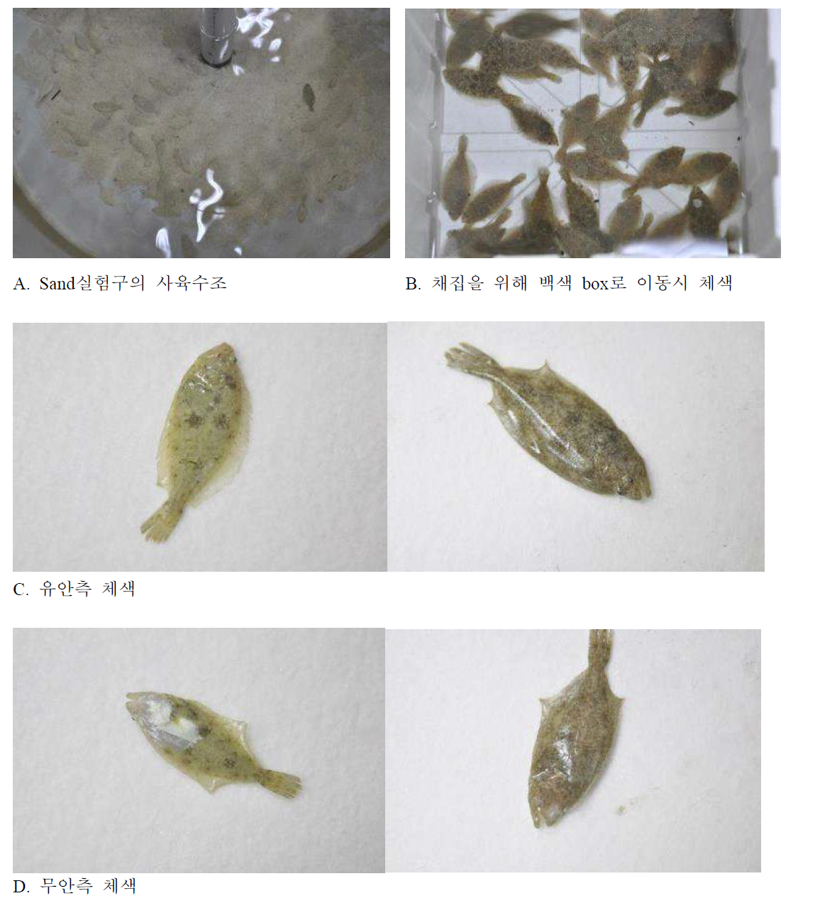 Sand실험구 넙치치어의 체색 변화