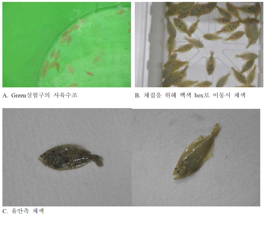 Green실험구 넙치치어의 체색 변화