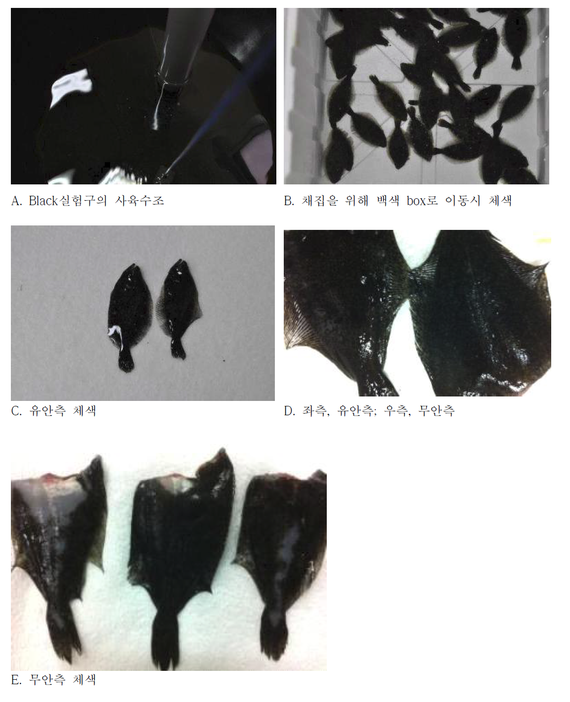 Black실험구 넙치치어의 체색 변화